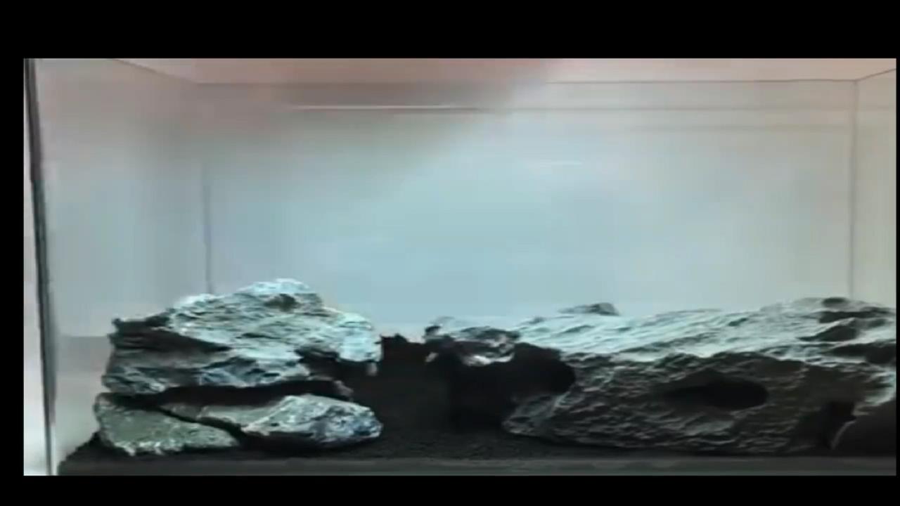 40*40原生莫斯草缸造景作品,鱼缸造景效果图草缸怎么才能通透