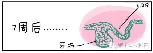 儿童治疗牙齿科普动画,孩子牙齿成长全过程