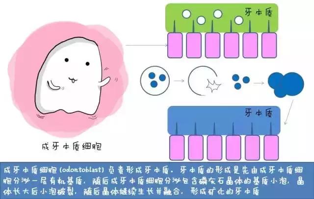 儿童治疗牙齿科普动画,孩子牙齿成长全过程