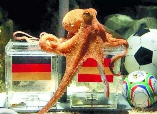 谁说伪球迷预测不了真胜利？是时候让你的猫狗拉你一把！