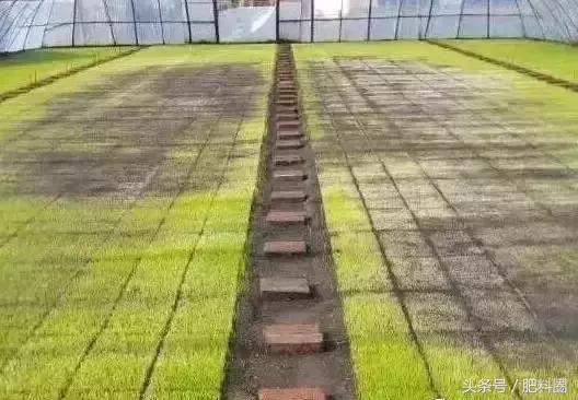 水稻白苗怎么回事,水稻白穗发生原因及防治方法