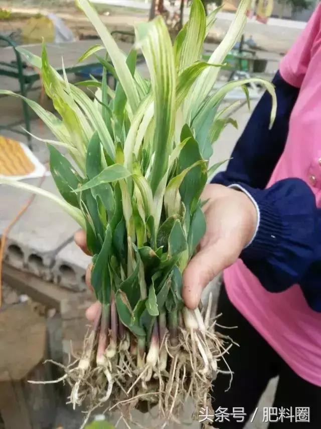 水稻白苗怎么回事,水稻白穗发生原因及防治方法