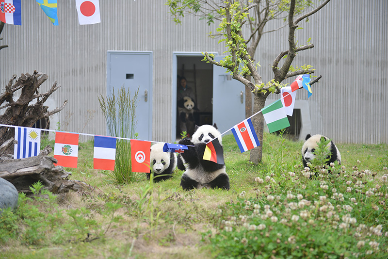 熊猫宝宝萌哭,萌宝宝们的足球友谊赛开始啦