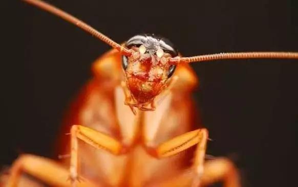 养殖10亿只蟑螂,四川成都蟑螂养殖基地