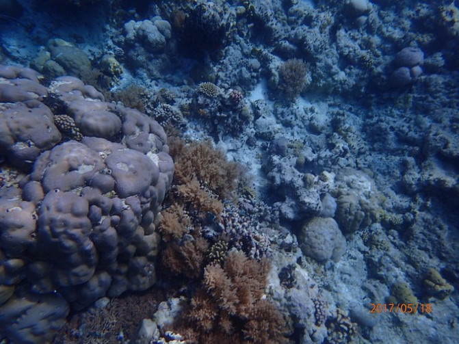 帕劳海底之旅,帕劳的海底