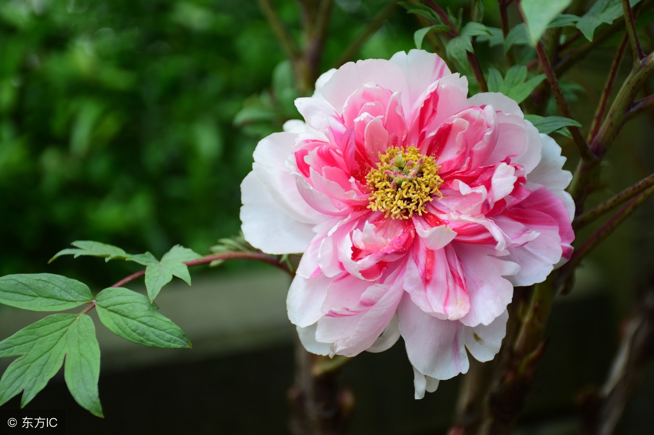 生活小常识收藏,各种实用的生活小常识