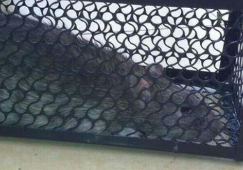 灭鼠毒饵如何灭鼠,灭鼠不放老鼠药有什么办法