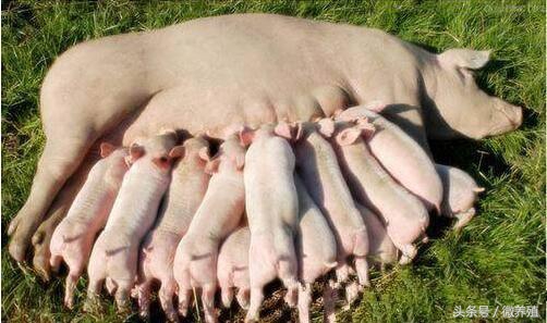 怀孕母猪后期饲养管理,后备小母猪怎样饲养和管理