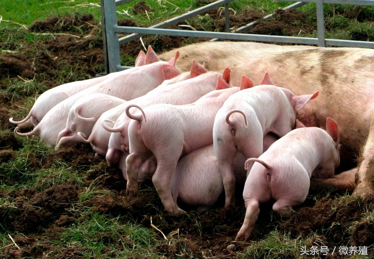 妊娠母猪的饲养管理要点有哪些,怀孕母猪后期饲养管理
