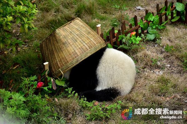 大熊猫第一场比赛,108只大熊猫亮相伦敦奥运会