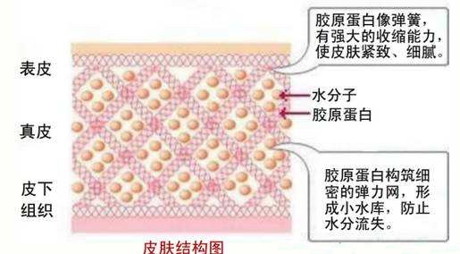几十块钱黑绷带面霜,赫莲娜哪款面霜比较好用