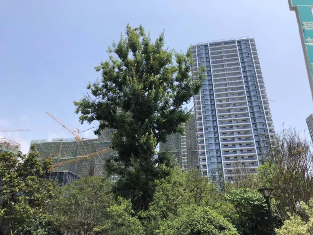 杭州融信澜天7号楼信息,杭州融信澜天开盘价