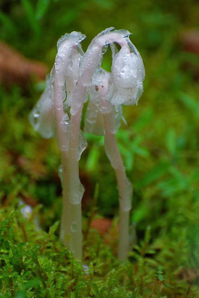 一辈子看不到的奇花异草太美了,惊艳的奇花异草