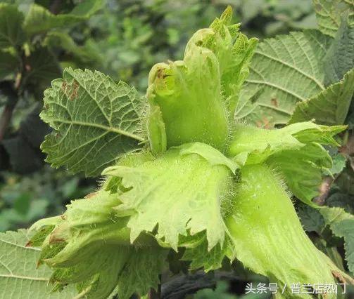 在普兰店生活有多好,我在山东刚刚好何必羡慕北上广