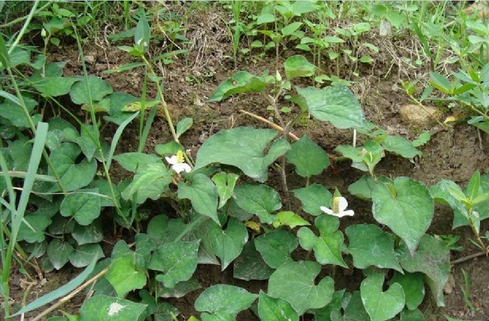 经常便秘脾虚的人，用这种草药每周煮水喝，健脾养胃改善便秘！