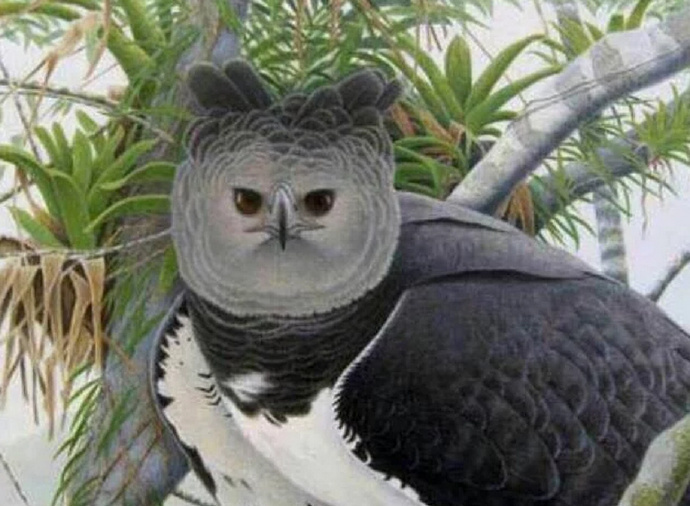 男生邀请奶奶走毕业红毯:她从小照顾我,最辛苦功劳最大