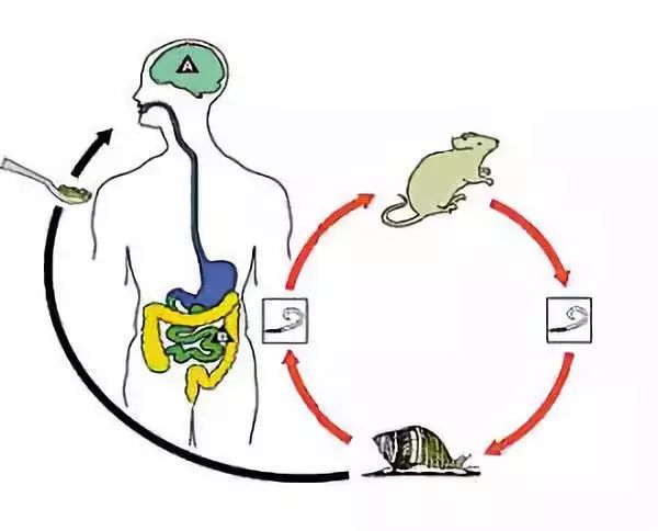 广州管圆线虫是怎么回事