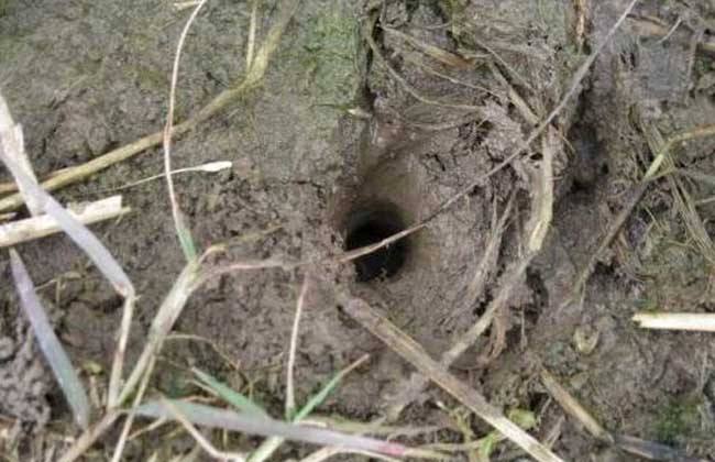 钓黄鳝的技巧钩头朝下还是平放,不会钓鱼怎么逮鱼