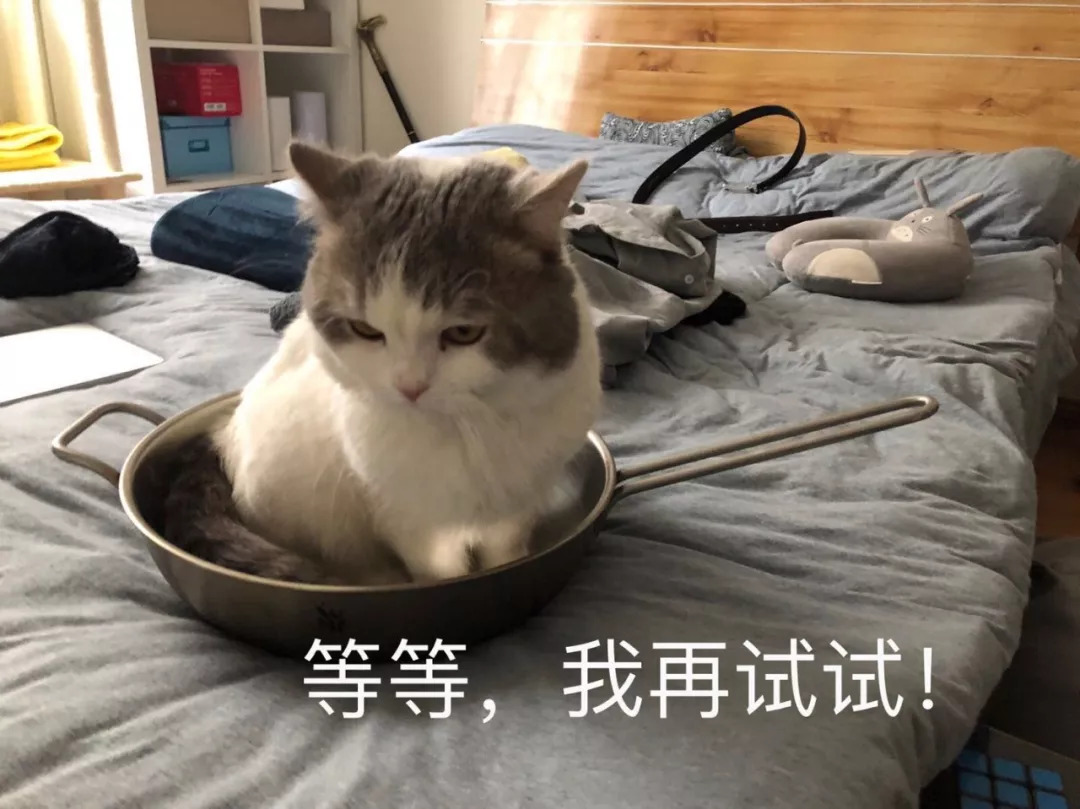 不养猫不爱狗,不养猫不养狗还可以养什么宠物