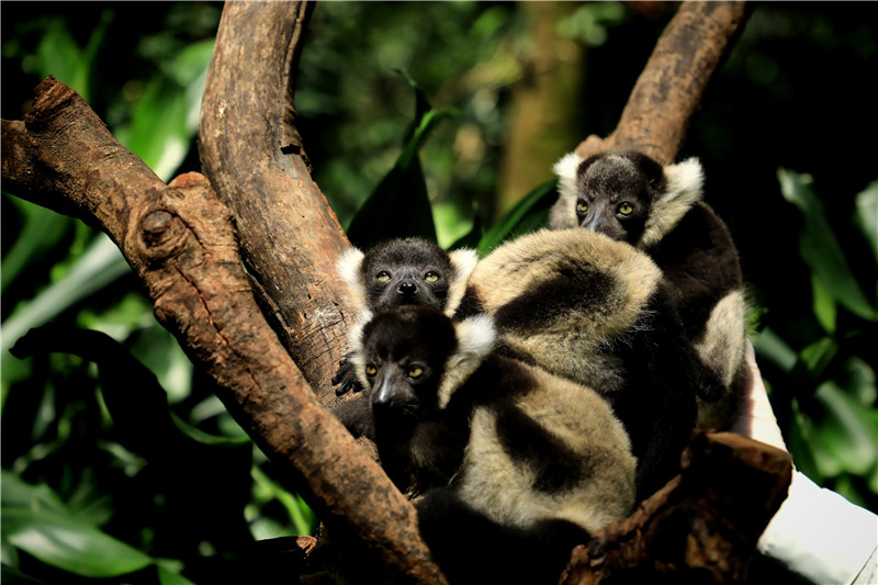 为迎父亲节，她生的“明星”三胞胎，今天终于“露面”了！