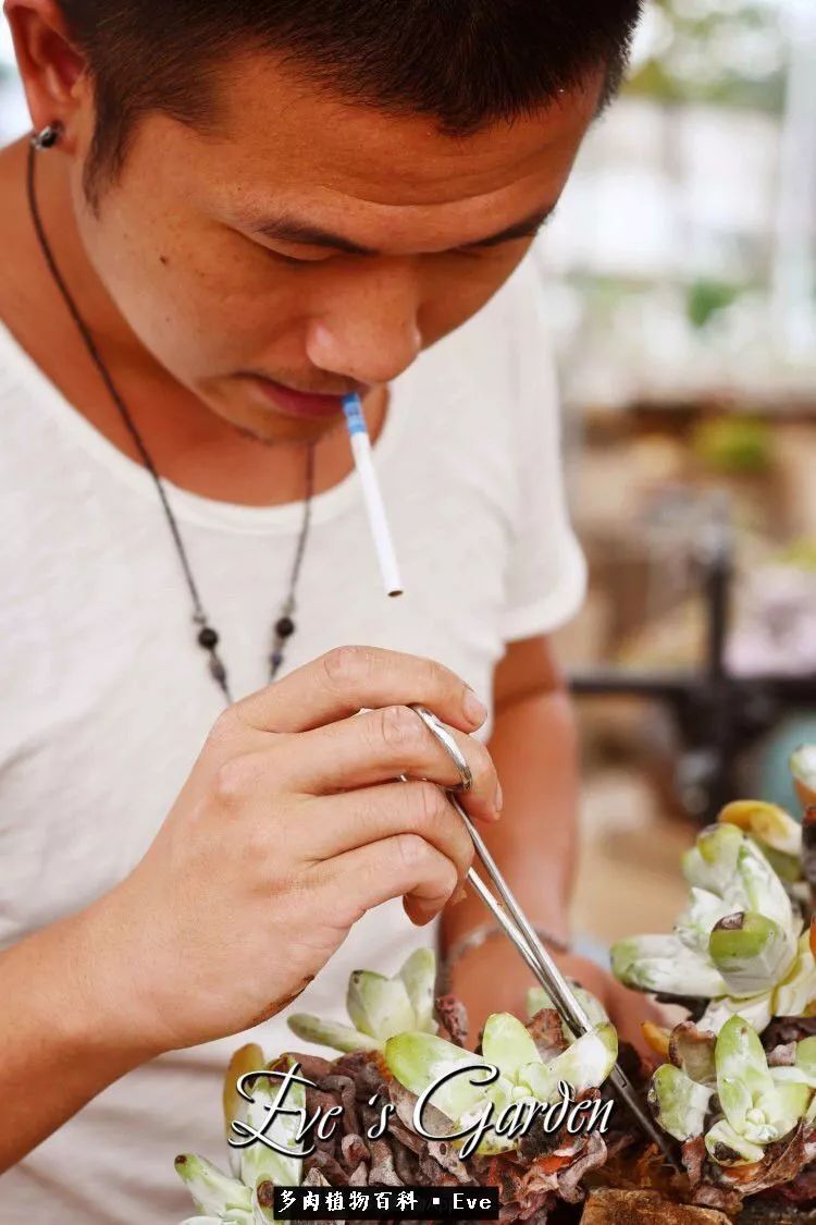 仙女杯多肉夏天大量消耗叶片,多肉植物拇指仙女杯