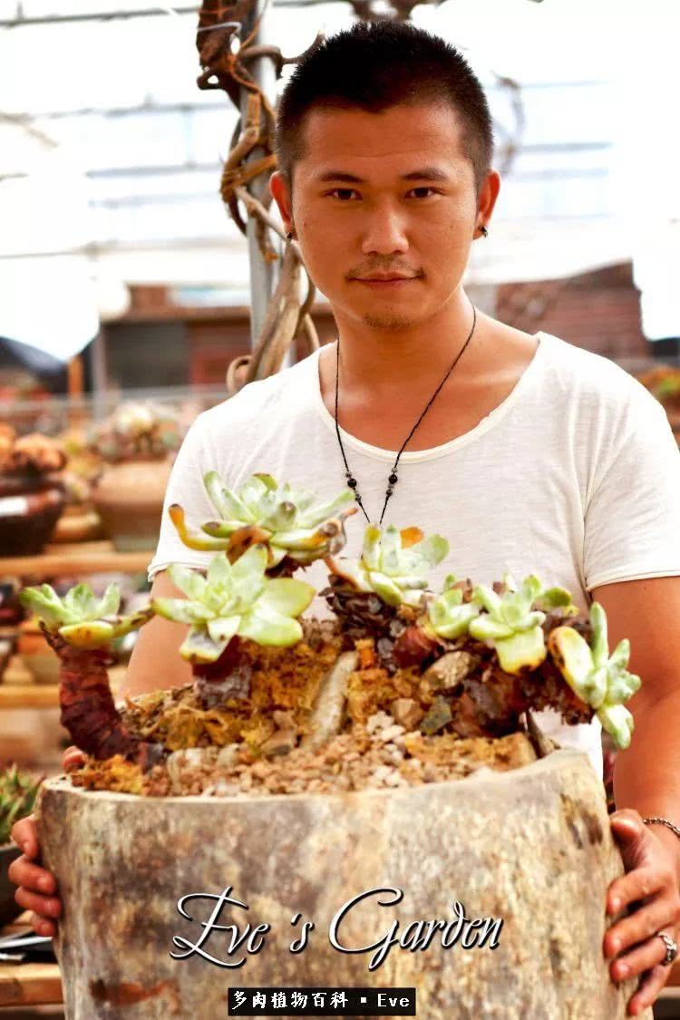 仙女杯多肉植物,拇指仙女杯也叫帕奇飞图吗