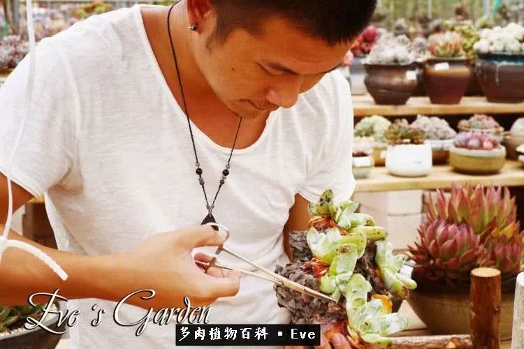 仙女杯多肉植物,拇指仙女杯也叫帕奇飞图吗