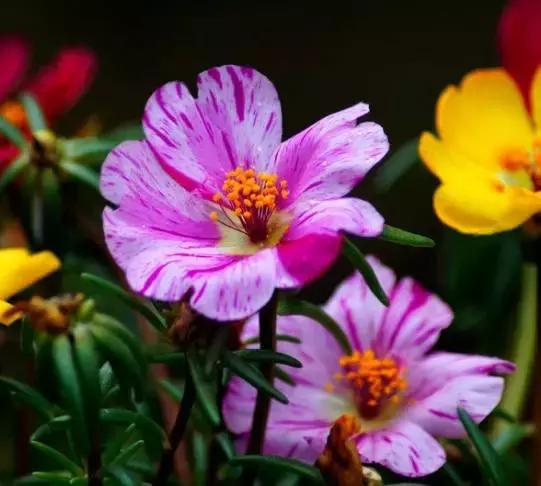 明天是父亲节祝天下父亲节日快乐,父亲节提前祝天下的父亲节日快乐