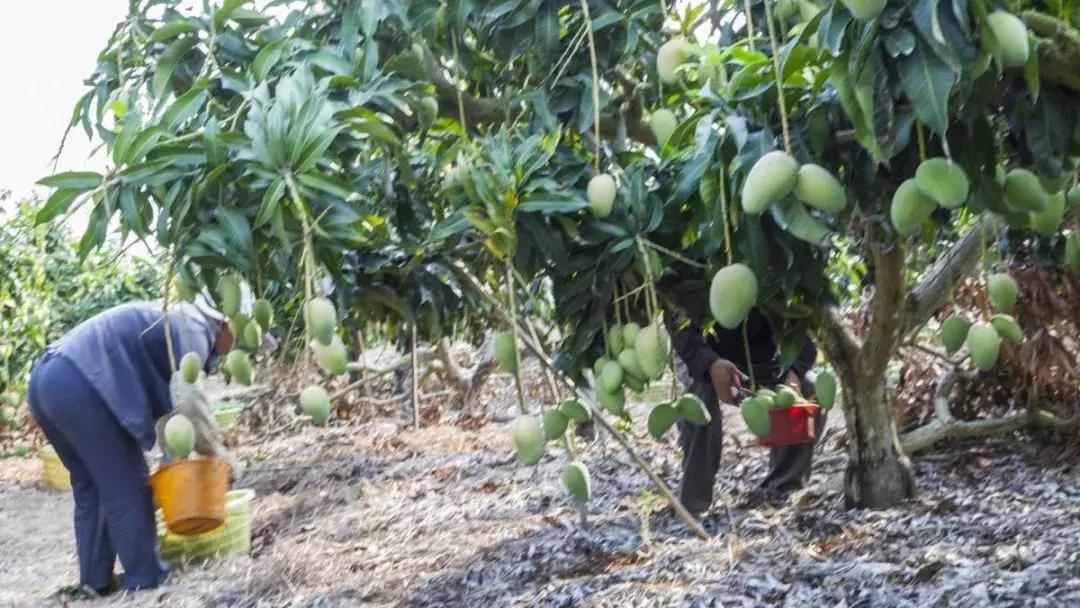 「秀品抽奖猫」原来可以这样用