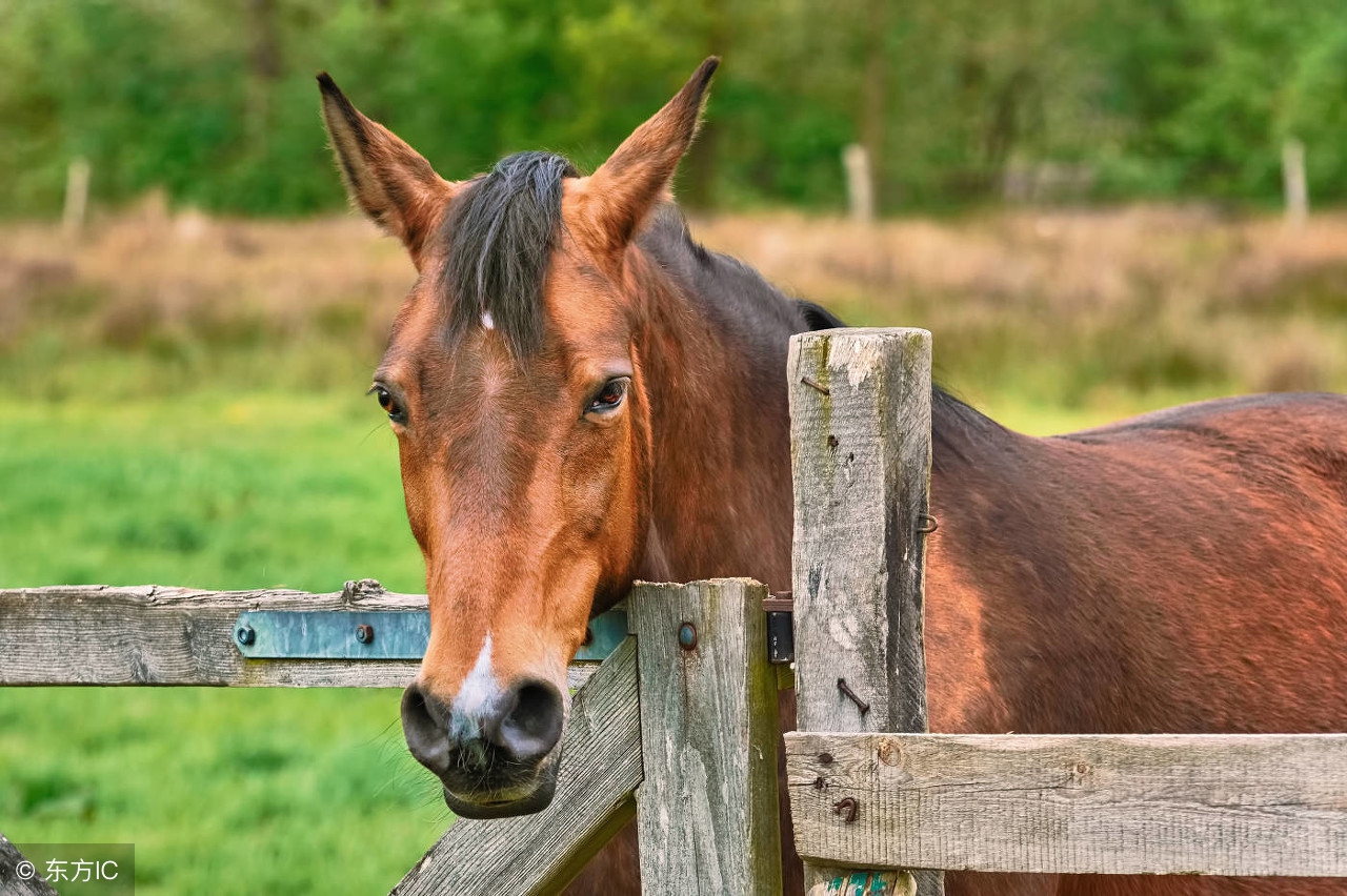 端午节出生的生肖马,端午后生肖马运势如何看
