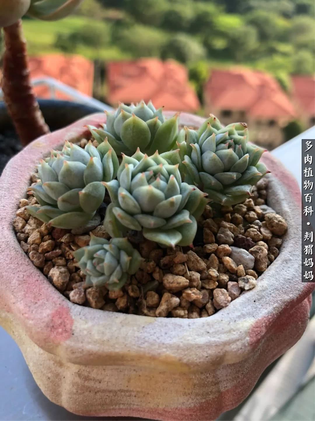 多肉如何度夏的方法,多肉夏天如何度夏