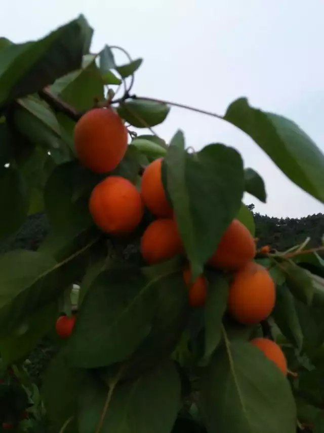 季节有季节的色彩，月份有月份的属性，阴历的五月最香