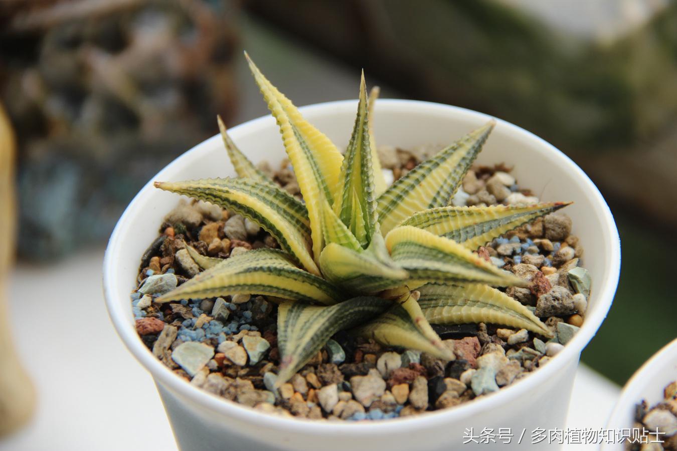 多肉商家的注意事项,多肉卖家的套路