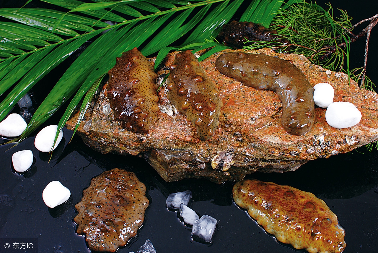 海参外行人不懂的海参知识,海参商家说的秘密