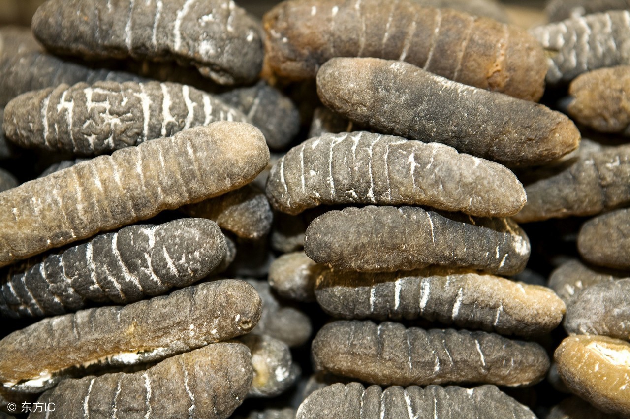 海参外行人不懂的海参知识,海参商家说的秘密