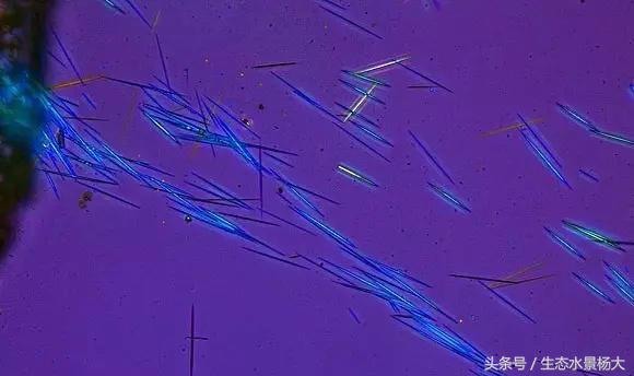 水草藻类对鱼有危害吗,水草过多对龙虾有害吗