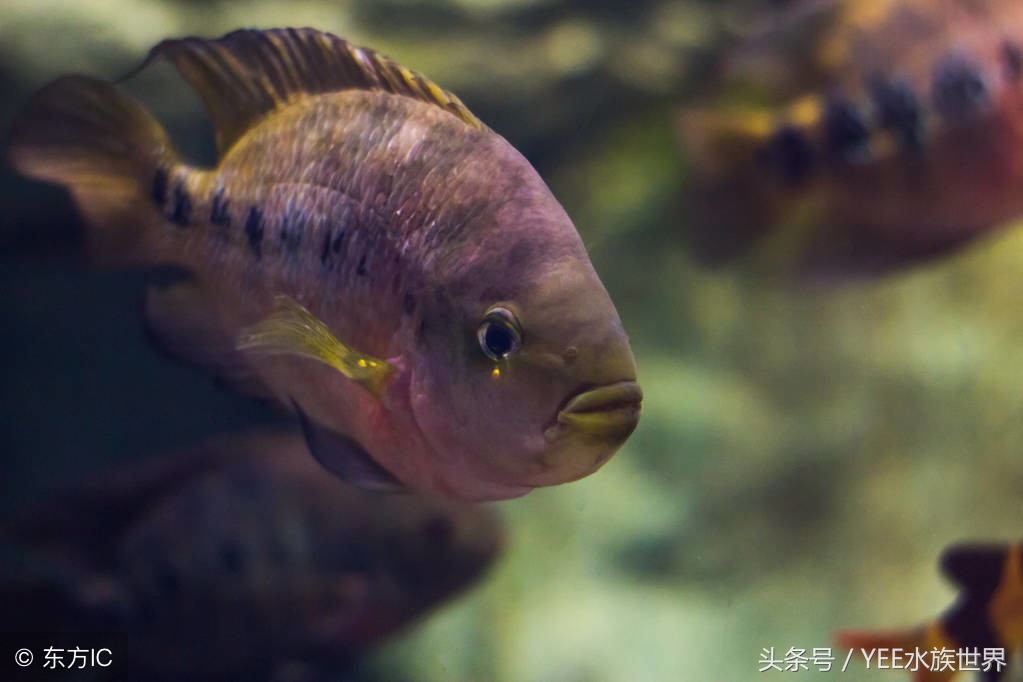 鱼缸水泵循环过滤就可以充氧气吗,鱼缸水泵怎么把脏东西过滤出来