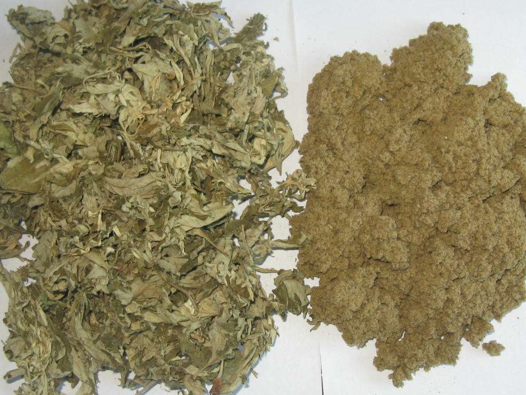 王药师带你认草药-艾叶、菖蒲