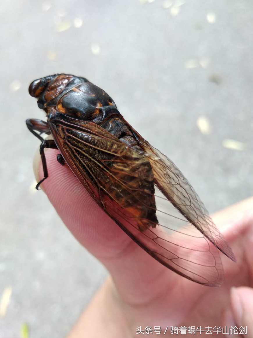 第一次去深圳感觉到了未来,深圳宝安公园一日游攻略