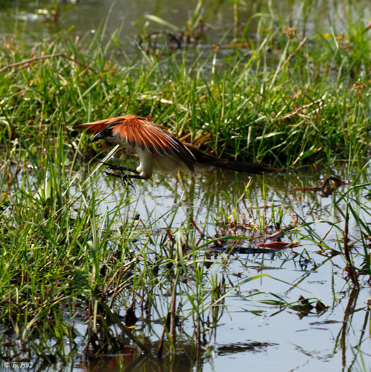 中暑急救土方法,中暑急救中医的方法和步骤