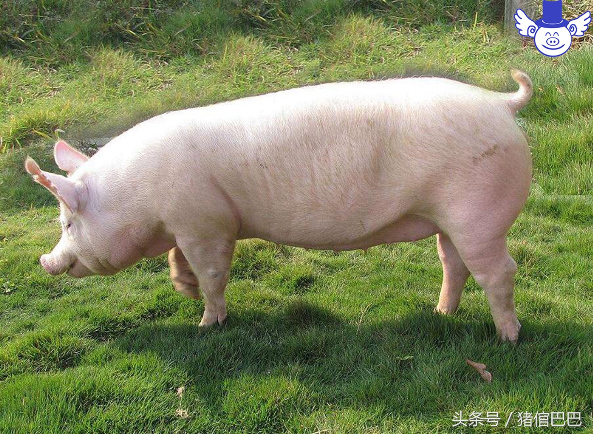 母猪难产时掏猪正确手法视频,母猪难产怎么办最有效方法