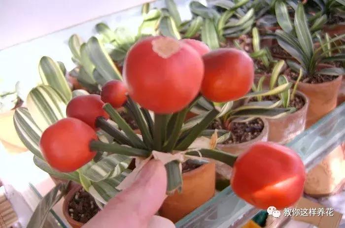 君子兰结的果实怎么处理,君子兰结籽后怎么处理