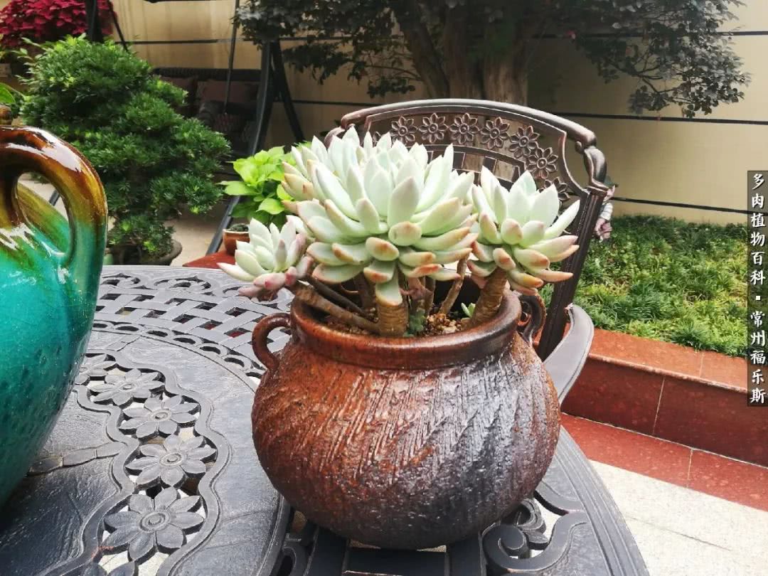 养多肉摒弃焦虑,包邮区不能养的多肉有哪些