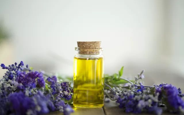 家里摆死灵芝盆栽,家人生病家里摆什么物件