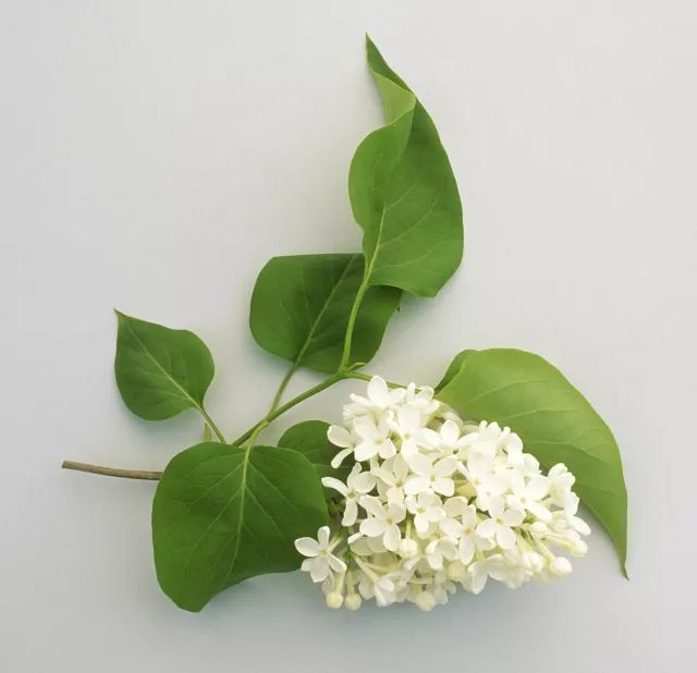 家里摆死灵芝盆栽,家人生病家里摆什么物件