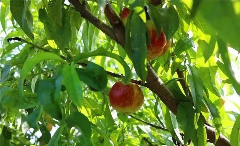 大自然水果采摘自驾攻略,郊区水果采摘自驾攻略