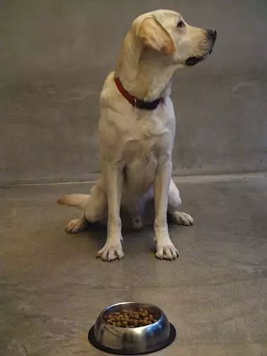 狗狗突然不喜欢吃狗粮了,狗狗换粮后突然不吃狗粮怎么办