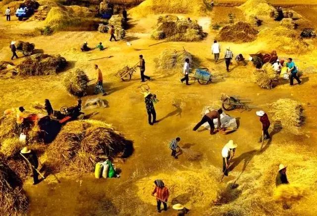 割麦子麦地里晒太阳,割麦子文登