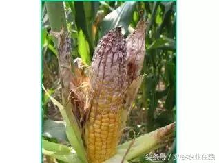 玉米苗期缺素病害高清图谱大全,玉米各种病害图片大全大图