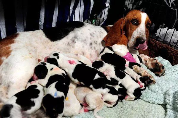 狗狗怀孕后，铲屎官需要必备哪些知识？